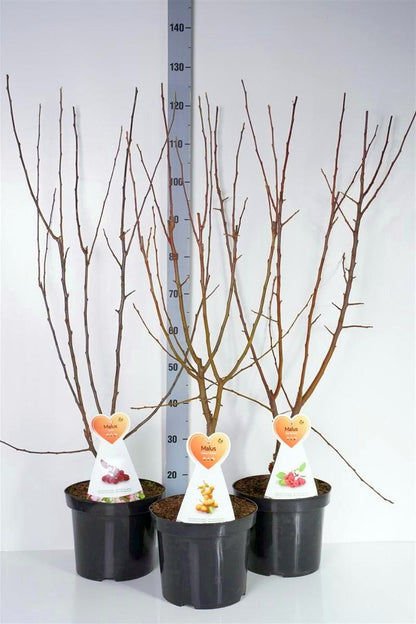 Malus i sorter C7,5 (7,5 liters kruka) Buske