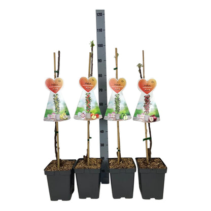 Malus d. &