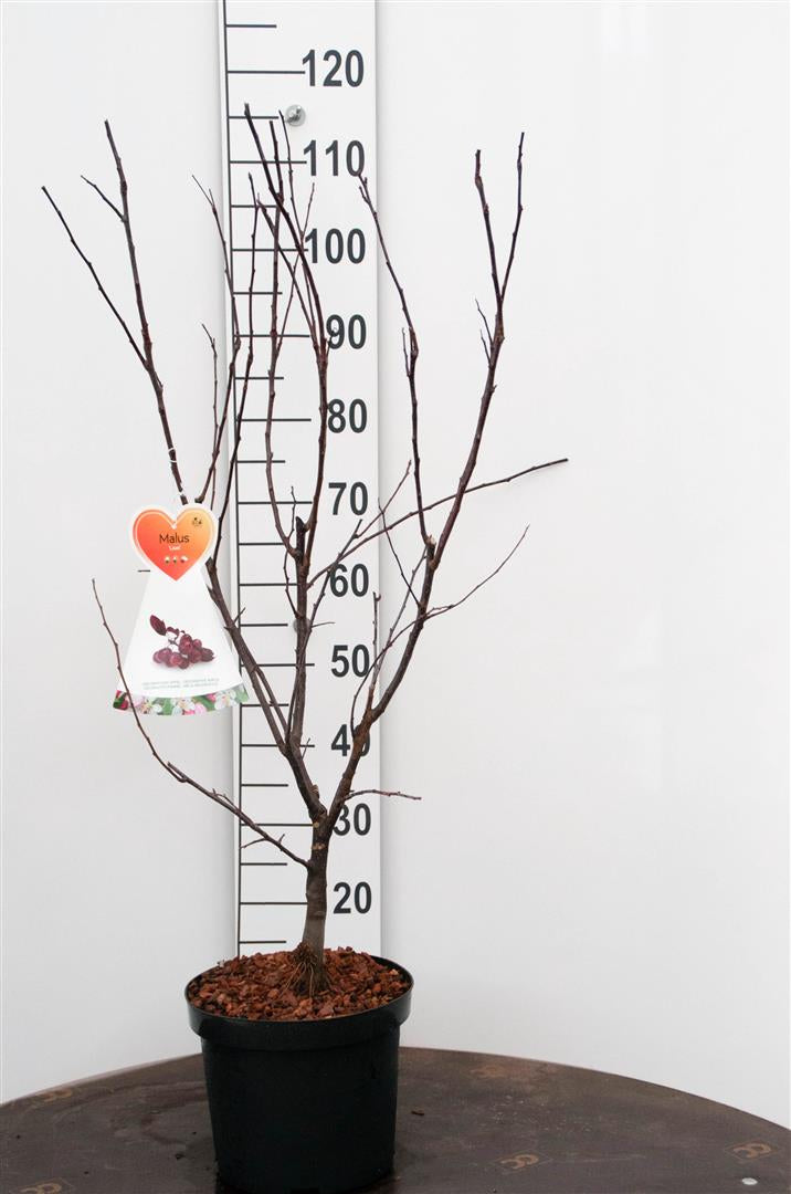 Prydnadsapel Malus &