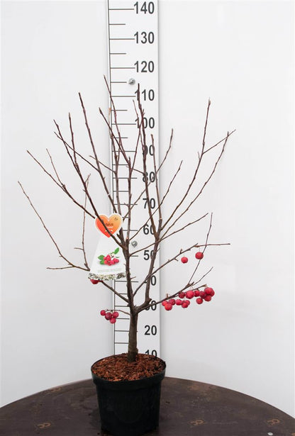 Malus &