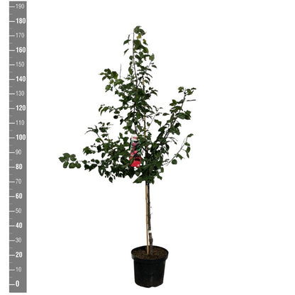 Prunus a. &