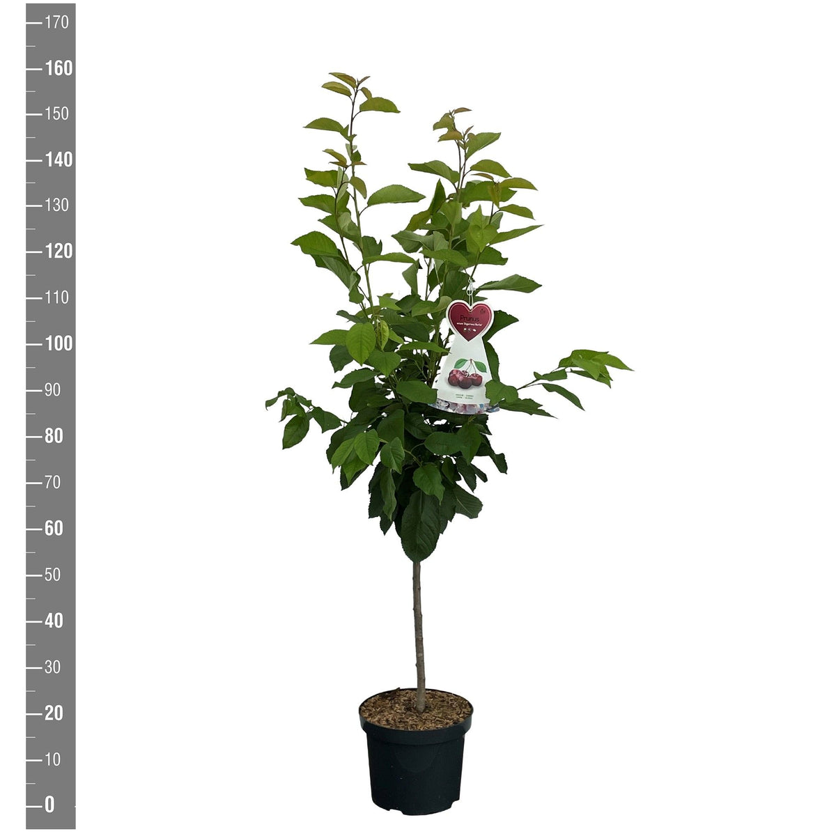 Prunus a. &
