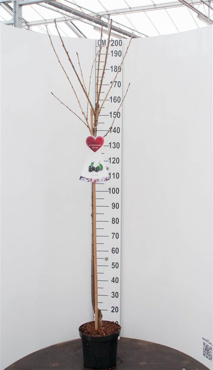 Prunus a. &