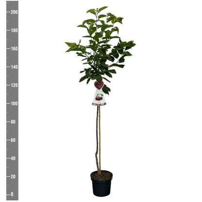 Prunus a. &