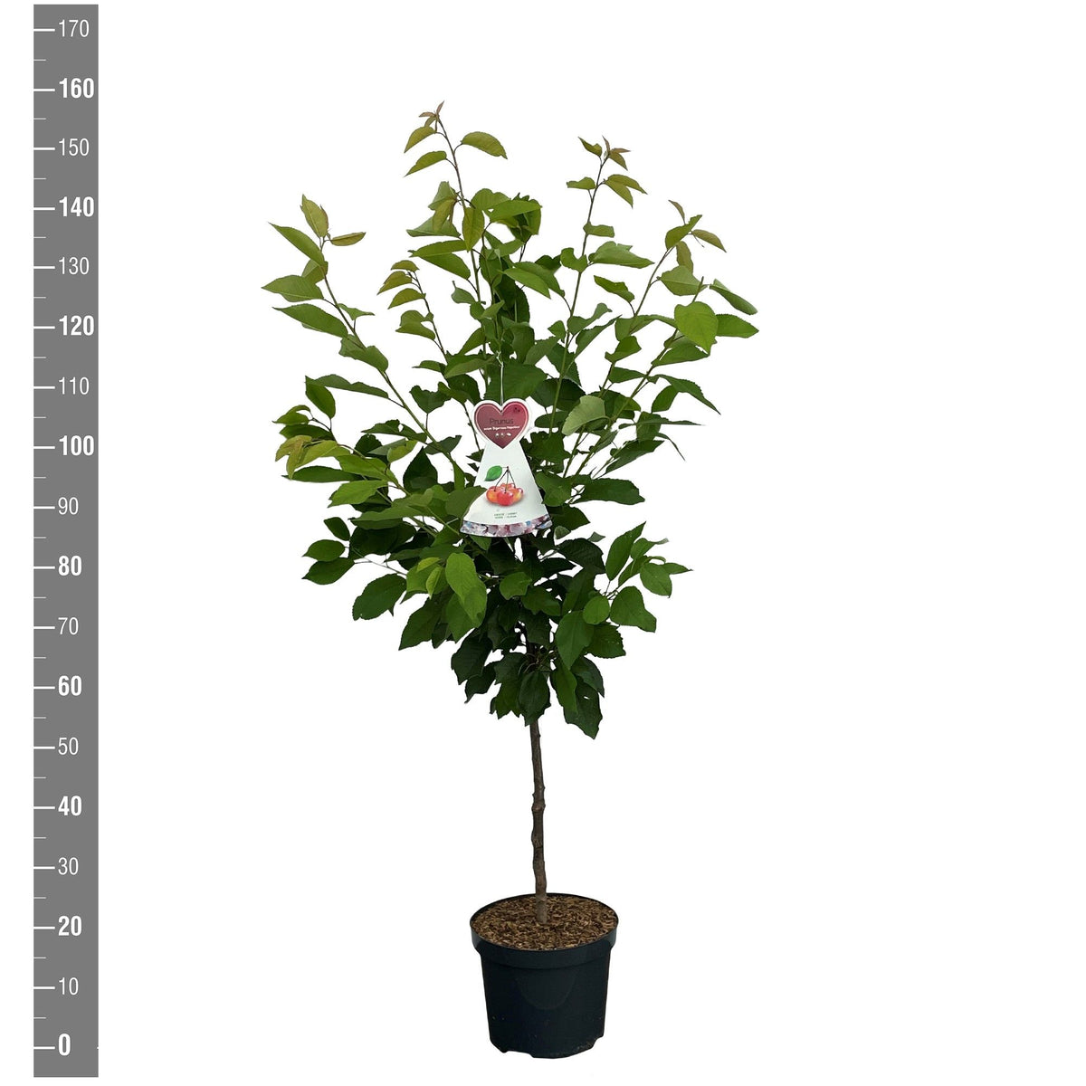 Prunus a. &
