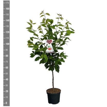 Prunus a. &