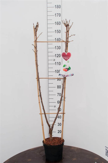 Prunus a. &