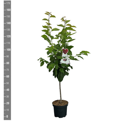 Sötkörsbär Prunus a. &