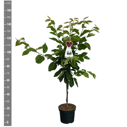 Prunus a. &