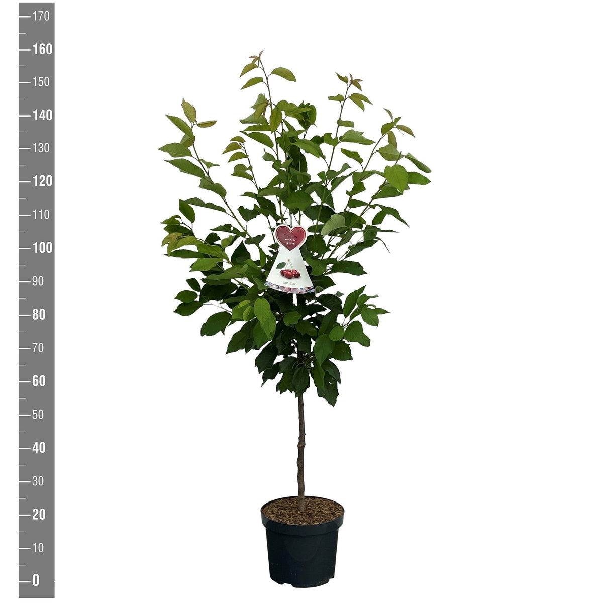 Prunus a. &