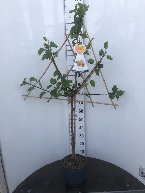 Prunus americana spaljerad C7,5 (7,5 liters kruka)