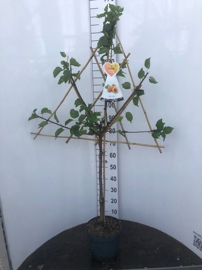 Prunus americana C7,5 (7,5 liters kruka) / 26 cm kruka spaljerad