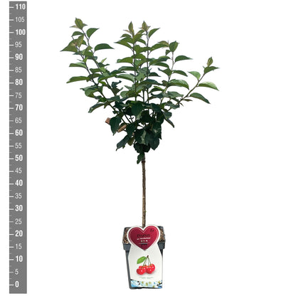 Prunus a. &