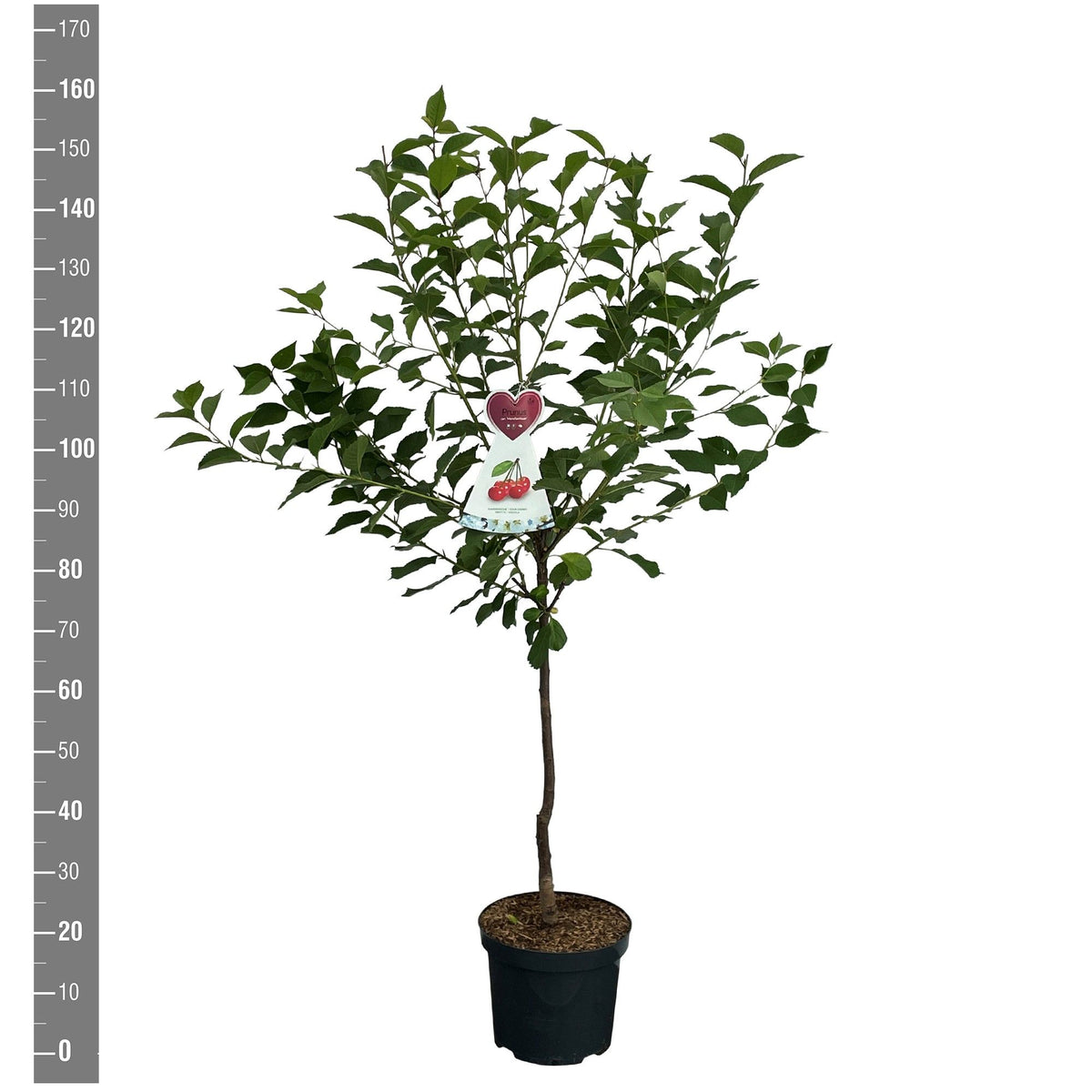 Prunus a. &