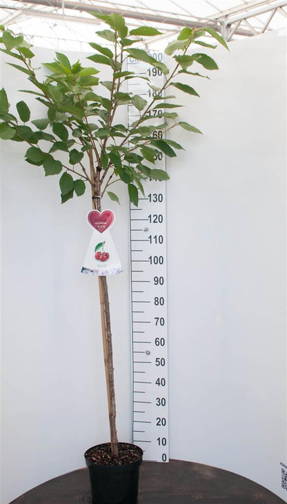 Prunus avium &