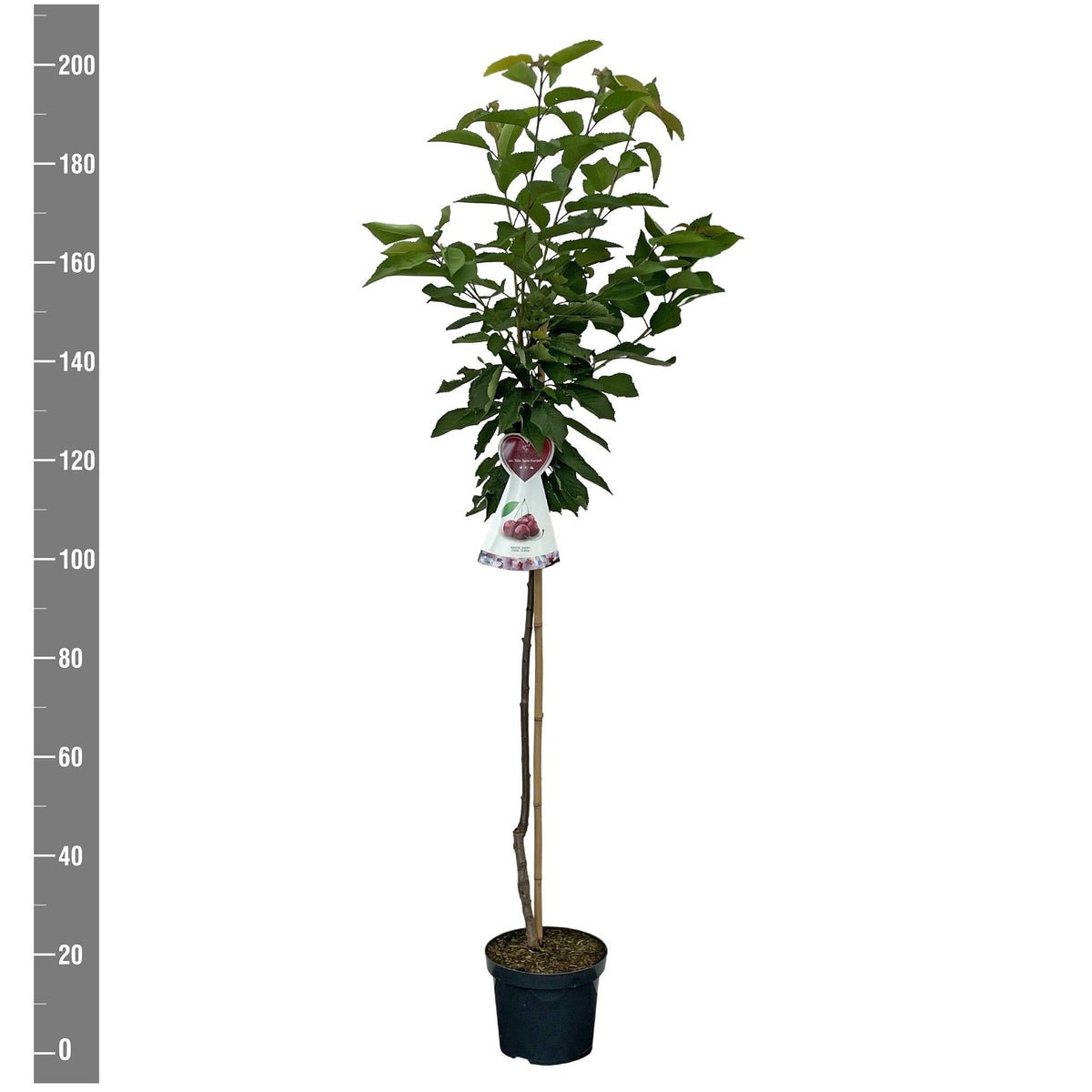 Prunus a. &