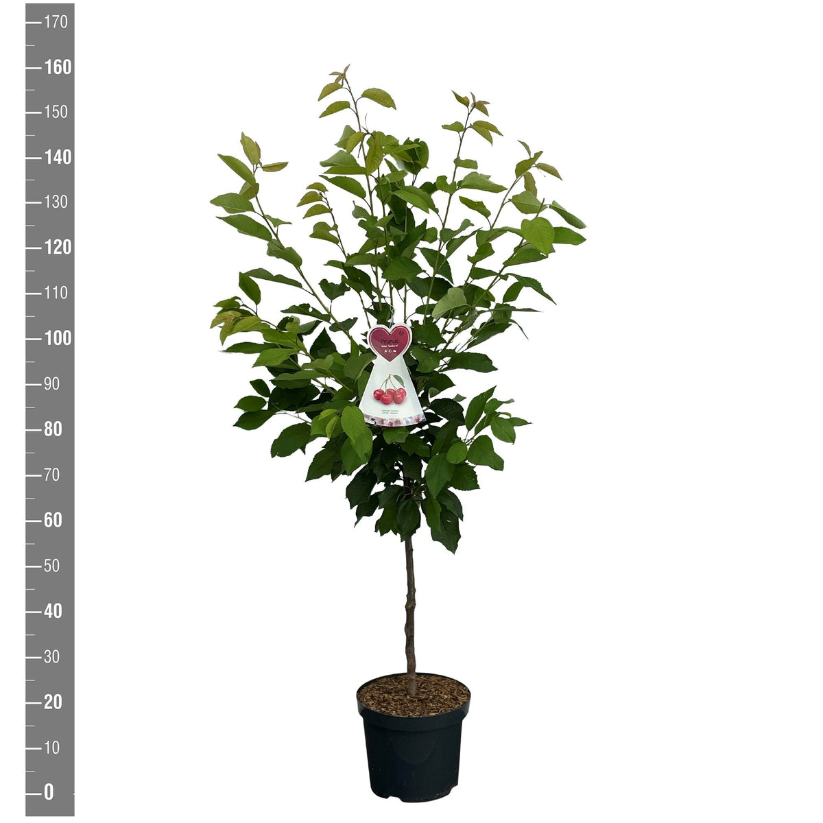 Prunus a. &