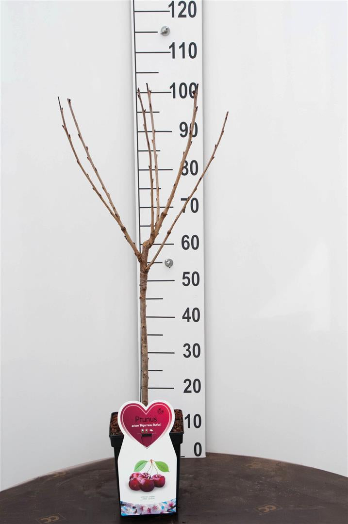 Prunus a. &