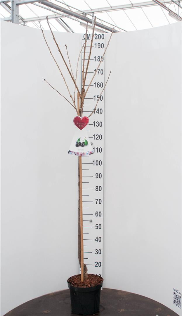 Prunus a. &