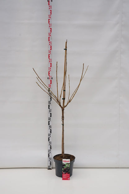 Prunus a. &