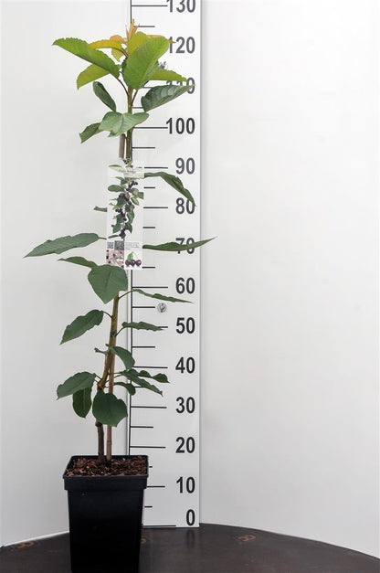 Prunus a. &