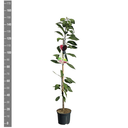 Prunus a. &