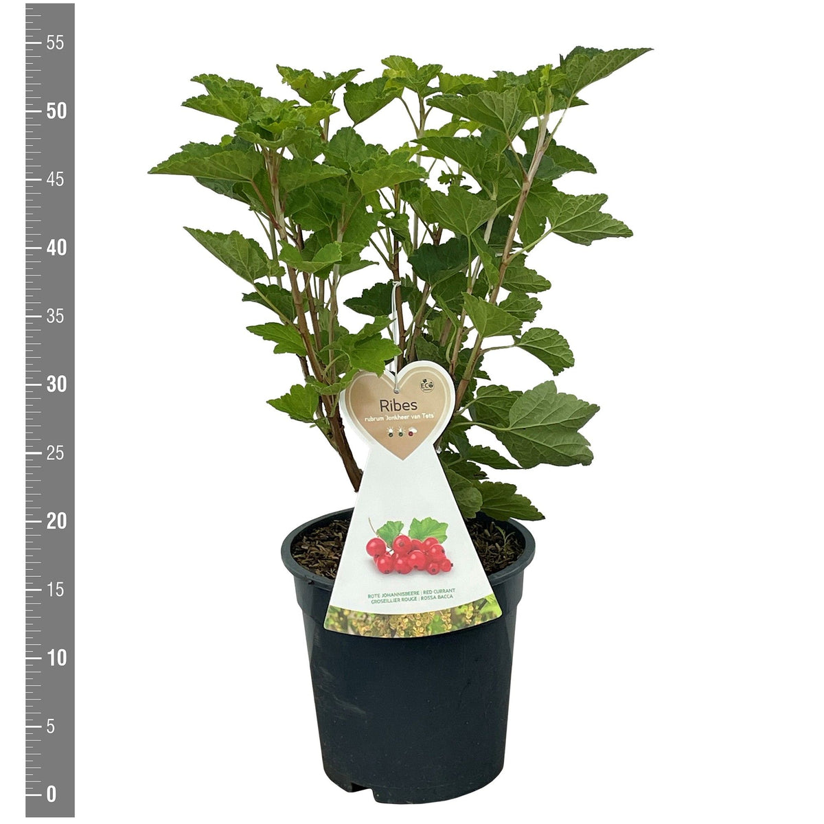 Prunus a. in cultivars - C7,5 (7,5 liters kruka) / 26 cm kruka, buske