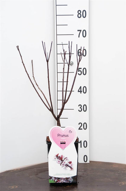 Prunus cistena - C5 (5 liters kruka) / 23 cm kruka, buske
