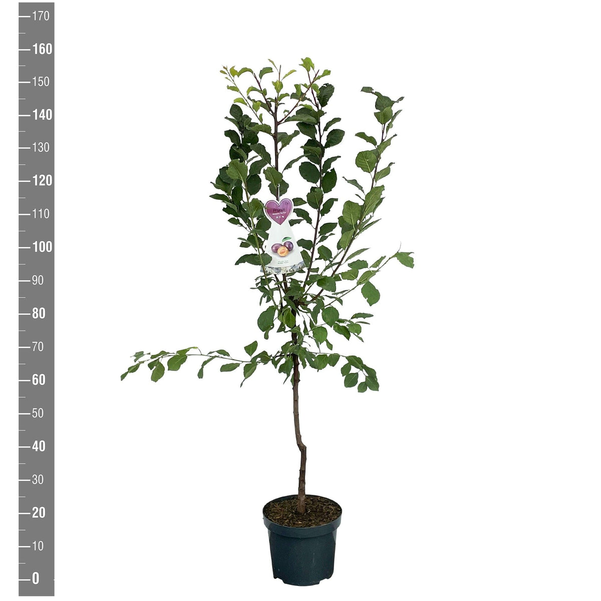TW-2760081