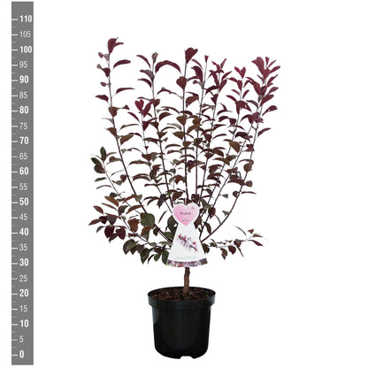 Prunus cistena C7,5 (7,5 liters kruka) Buske