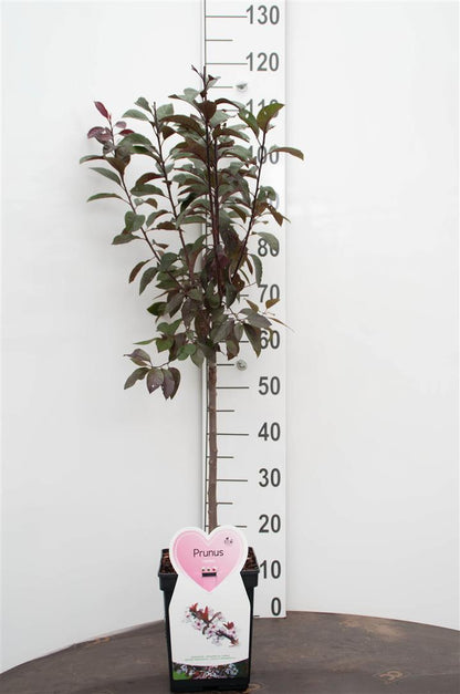 Prunus cistena 50 cm stam C5 (5 liters kruka) / 23 cm kruka