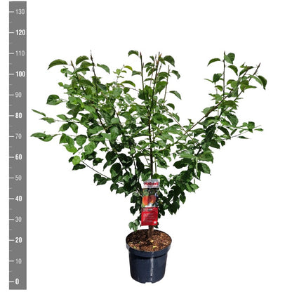 Prunus c. &