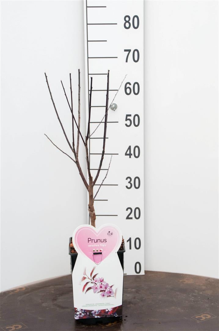 Prunus cer. &
