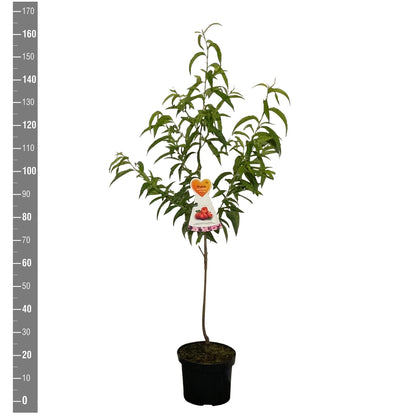 Prunus cer. &
