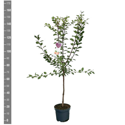 Prunus d. &
