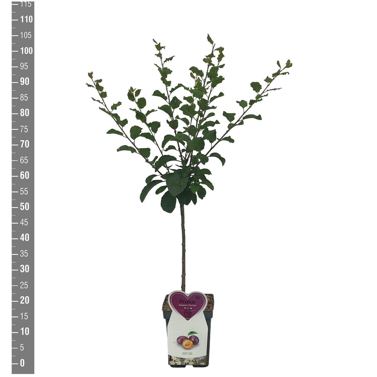 Prunus d. &
