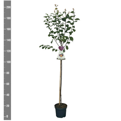 Prunus d. &