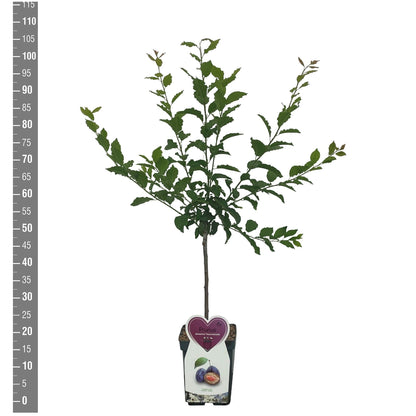Prunus domestica &