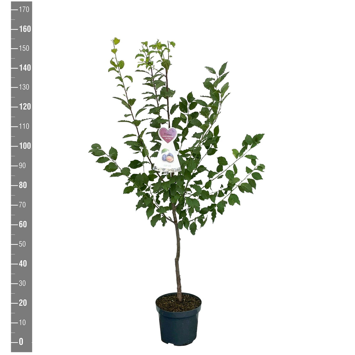 Prunus d. &