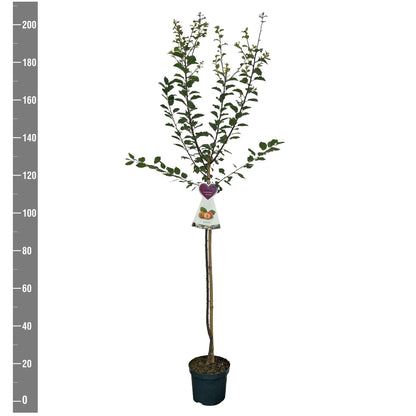 Prunus d. &