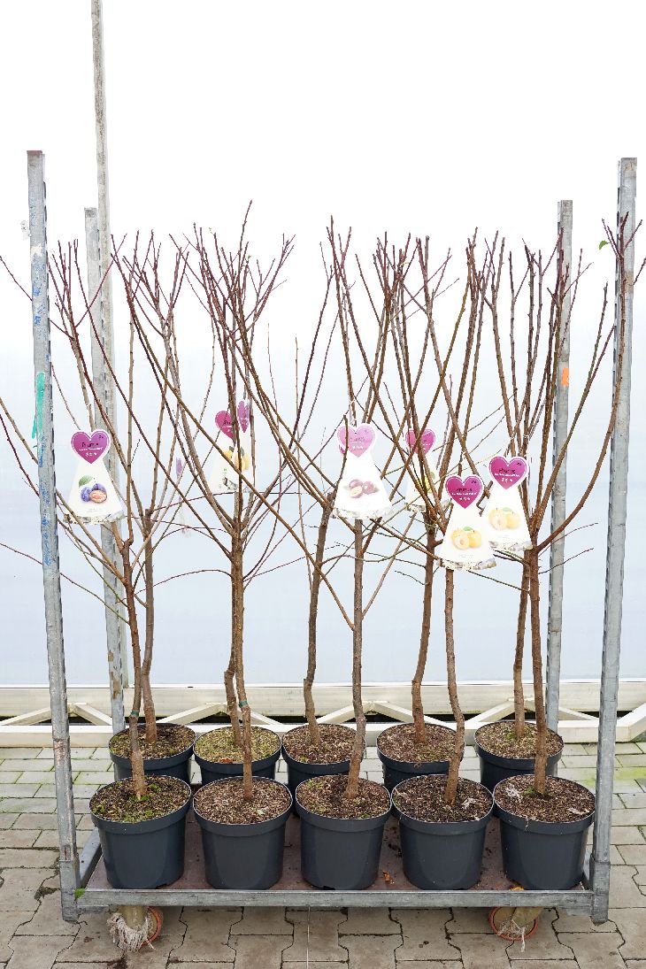 Prunus domestica i sorter C7,5 (7,5 liters kruka) / 26 cm kruka, buske