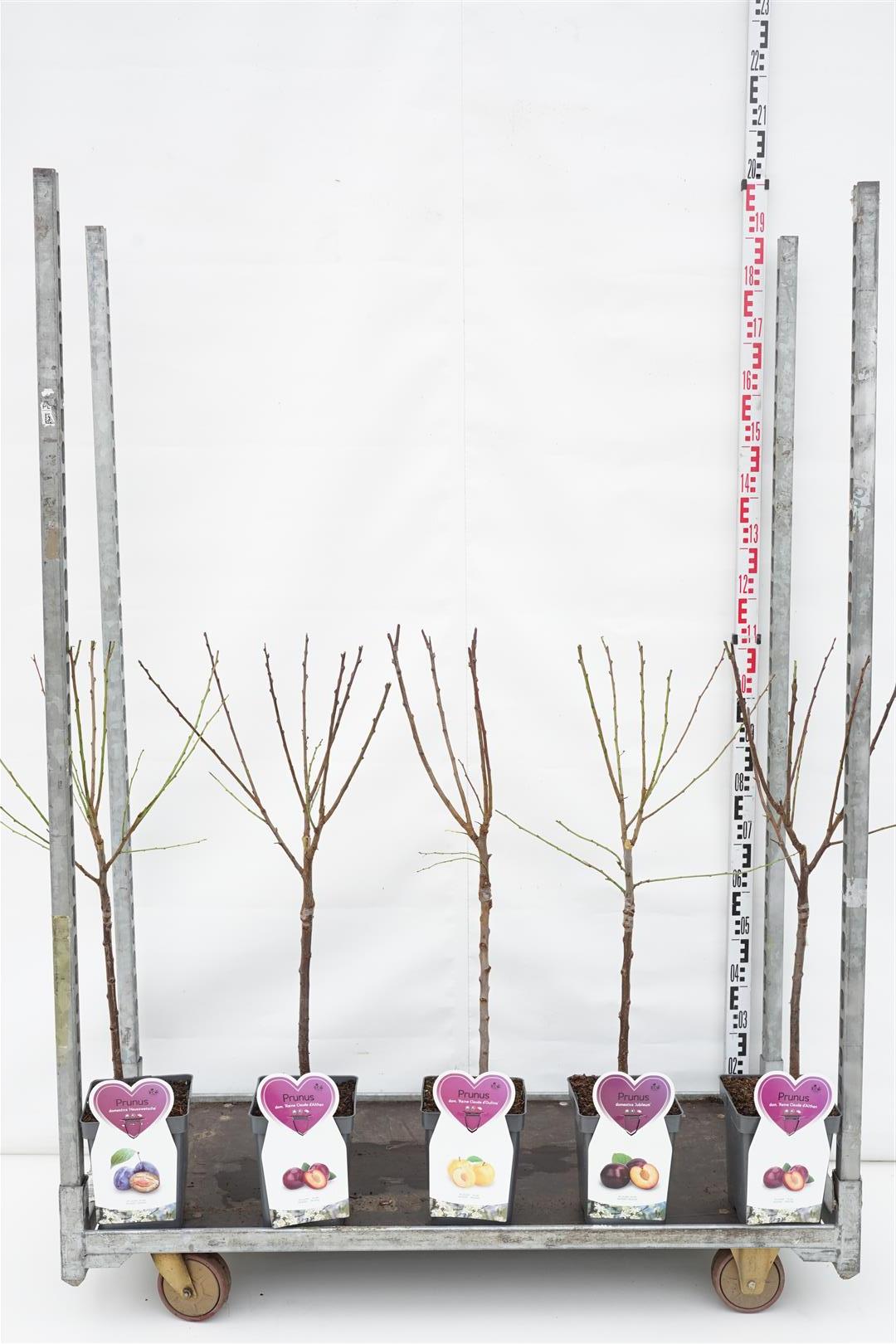 Prunus domestica i sorter (frukt) C5 (5 liters kruka) / 23 cm kruka, buskform