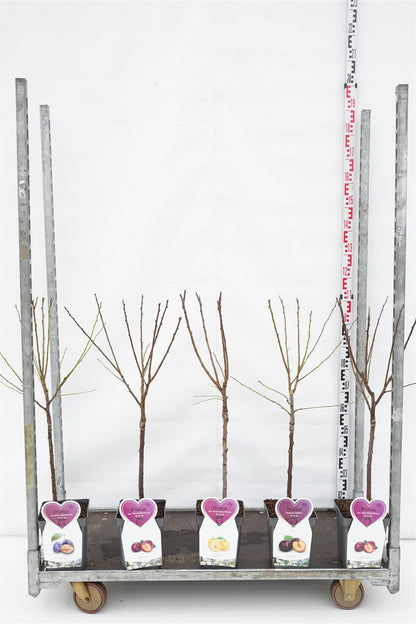 Prunus domestica i sorter (frukt) C5 (5 liters kruka) / 23 cm kruka, buskform