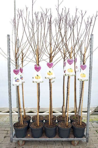 Prunus domestica i sorter (frukt) 120 cm stam, C7,5 (7,5 liters kruka)
