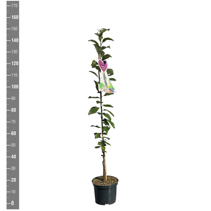 Prunus d. &
