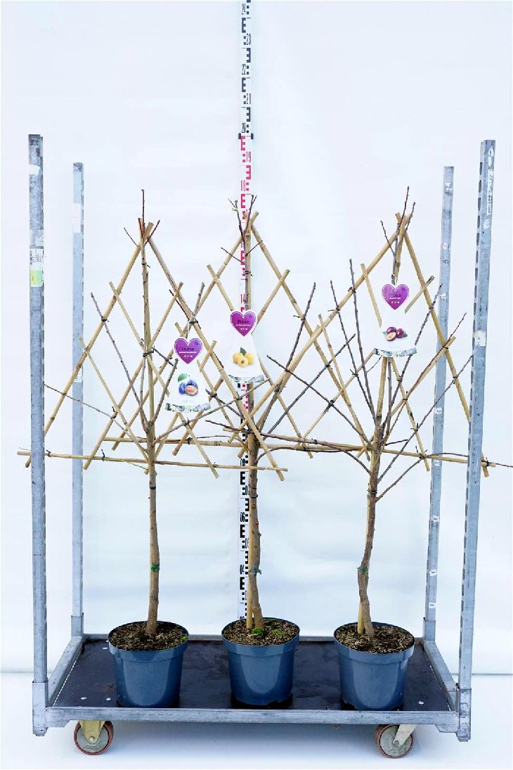 Plommon d. in cultivars/fruit - C7,5/P26 ESPALIER