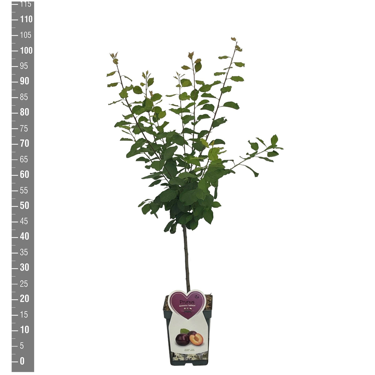 Prunus d. &