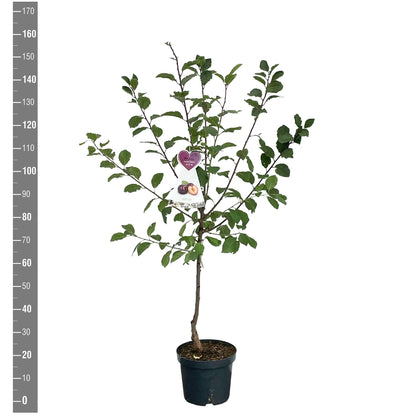 Prunus d. &