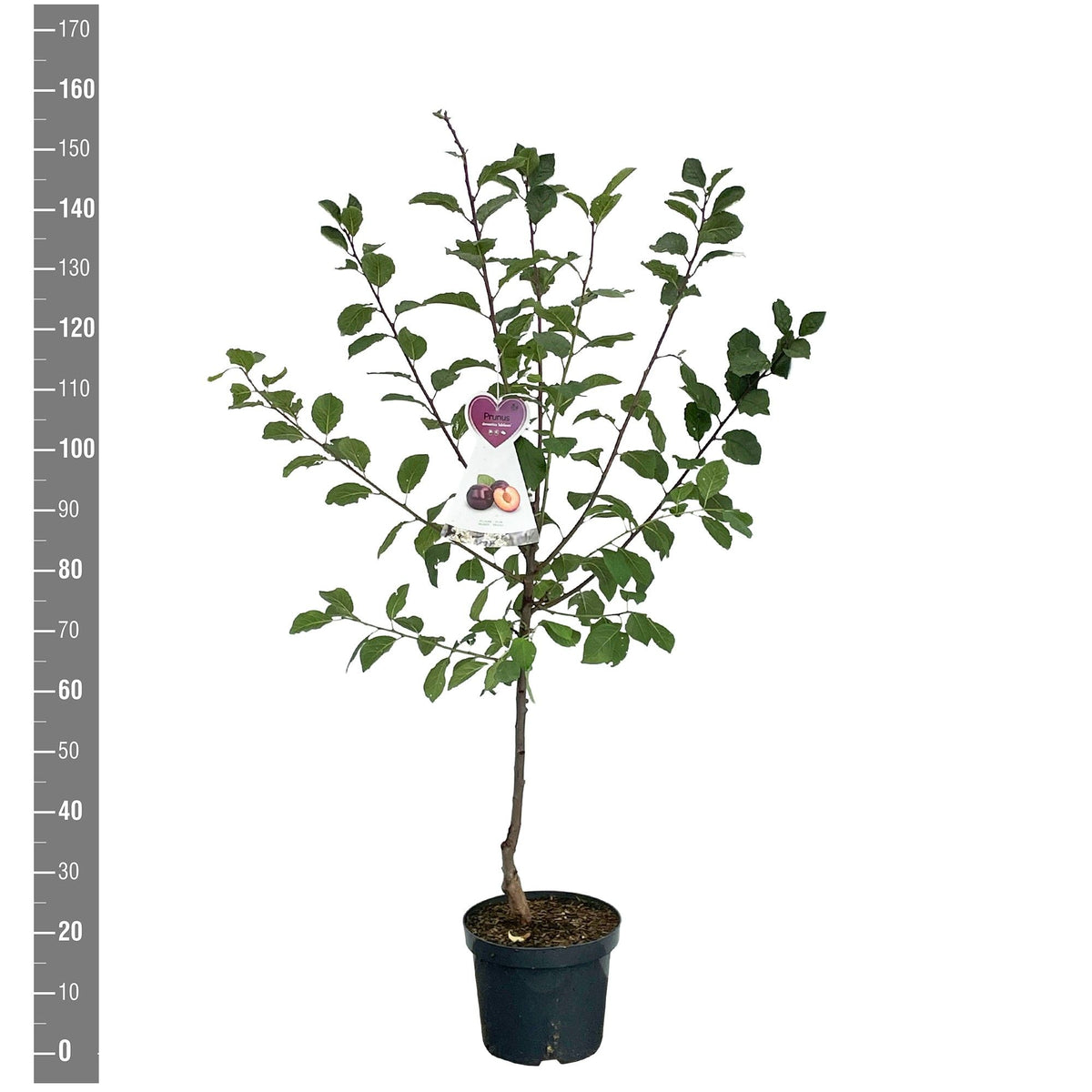 Prunus d. &