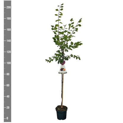 Prunus d. &